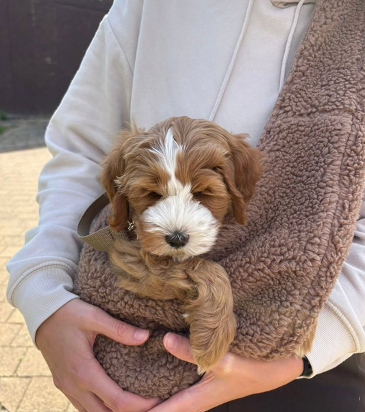 Draagzak Teddy | Bruin