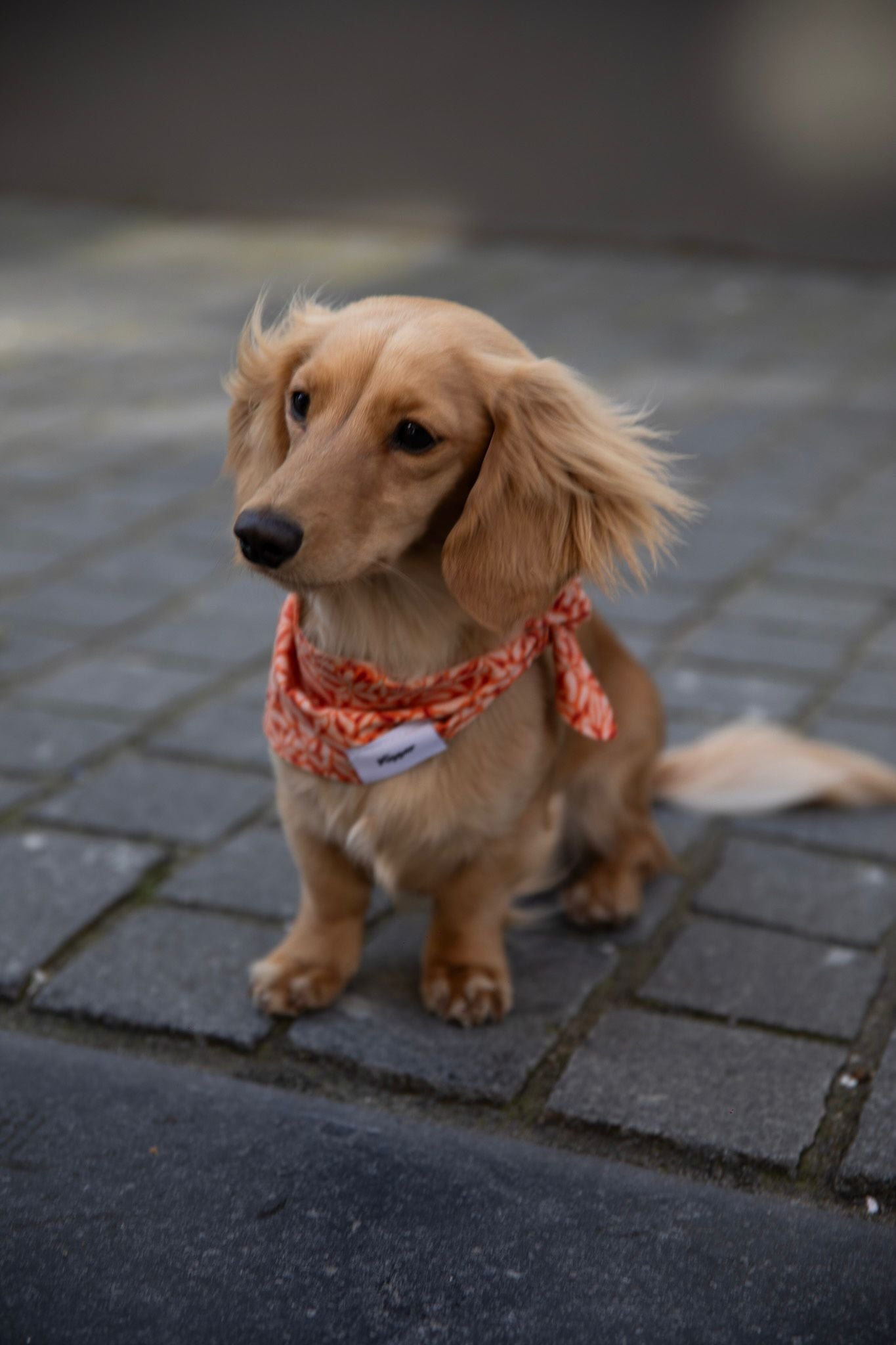 Hondenbandana's