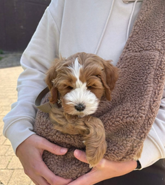Draagzak Teddy | Bruin