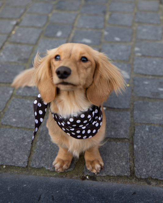 Hondenbandana Lot