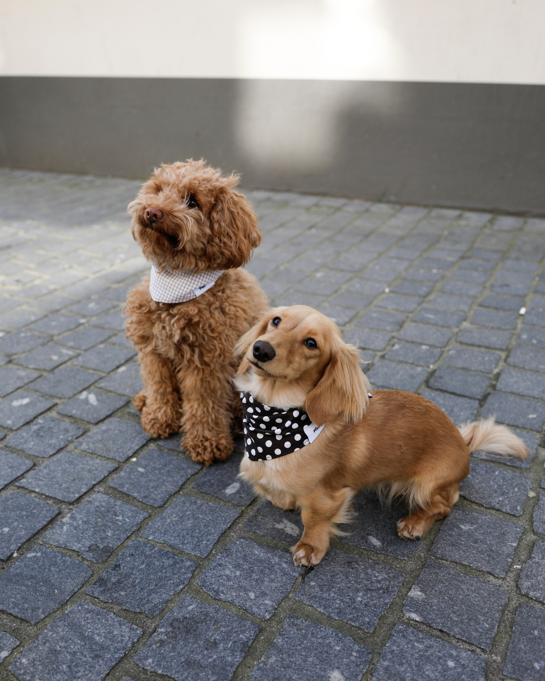 Hondenbandana Lot