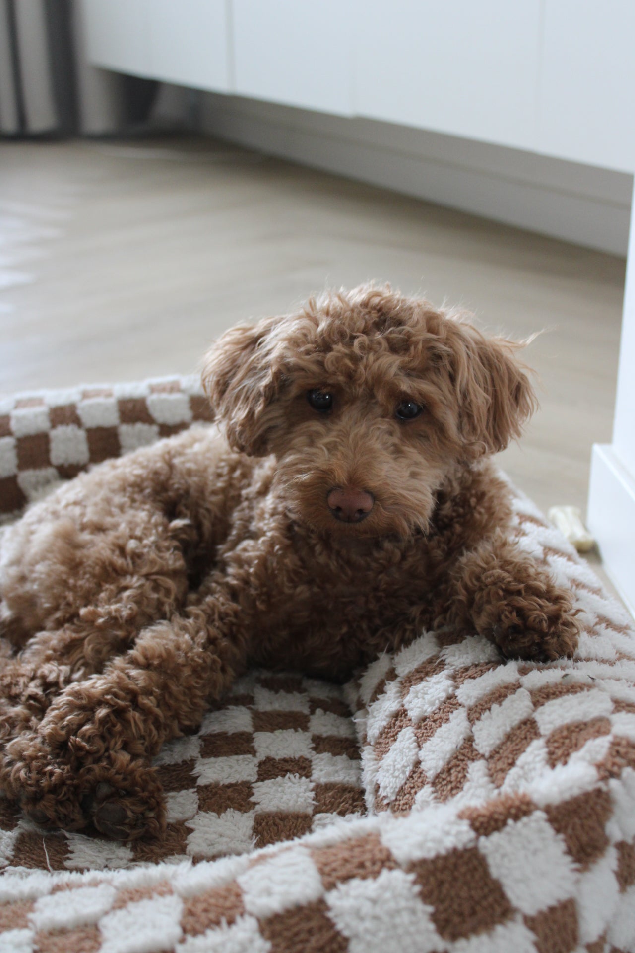 puppy met beige hondenmand