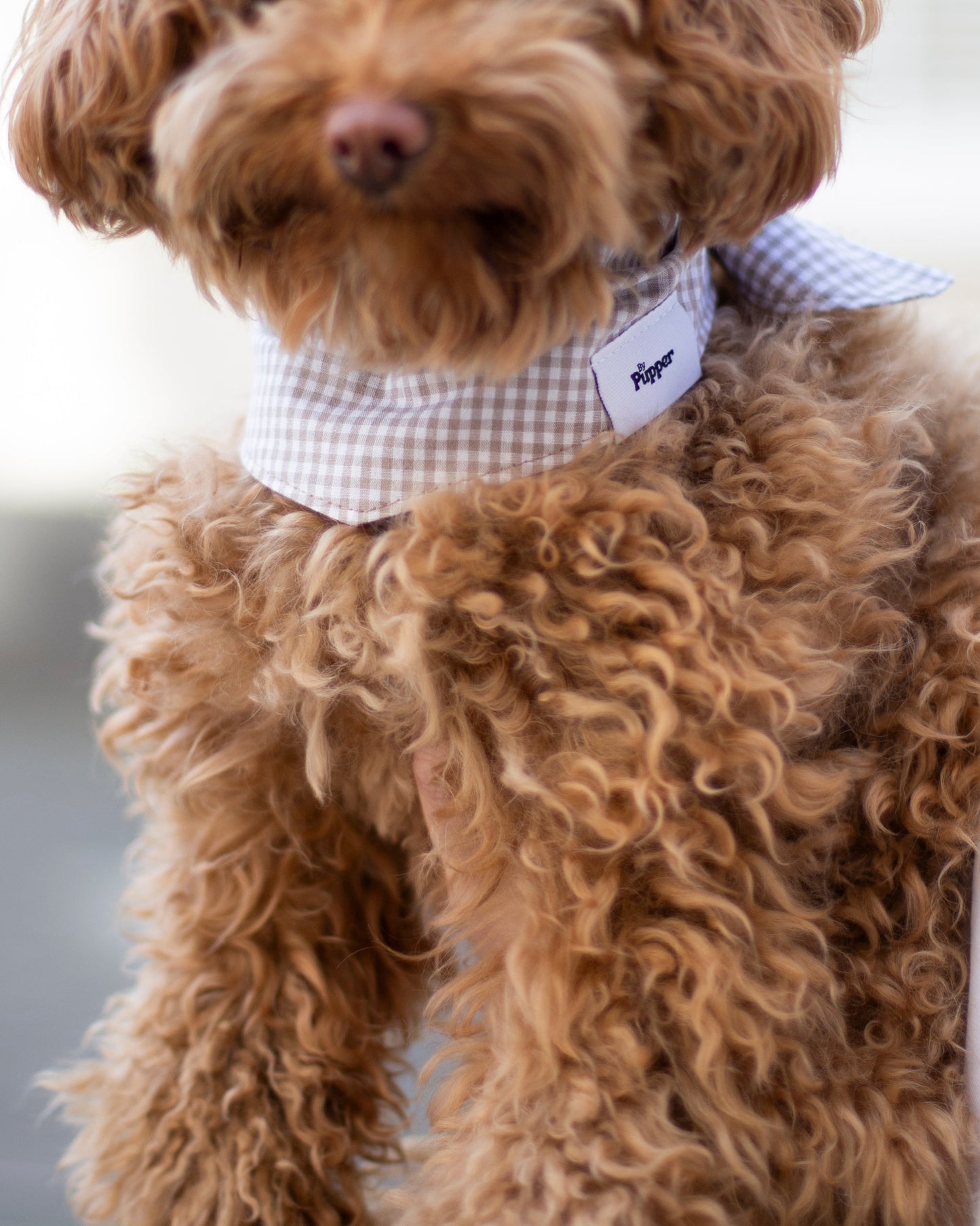 Hondenbandana Bibi
