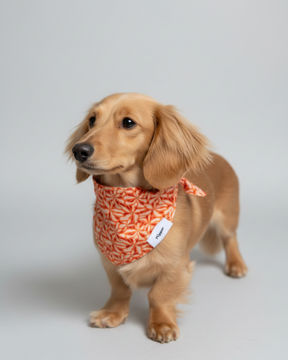 Bandana Soof