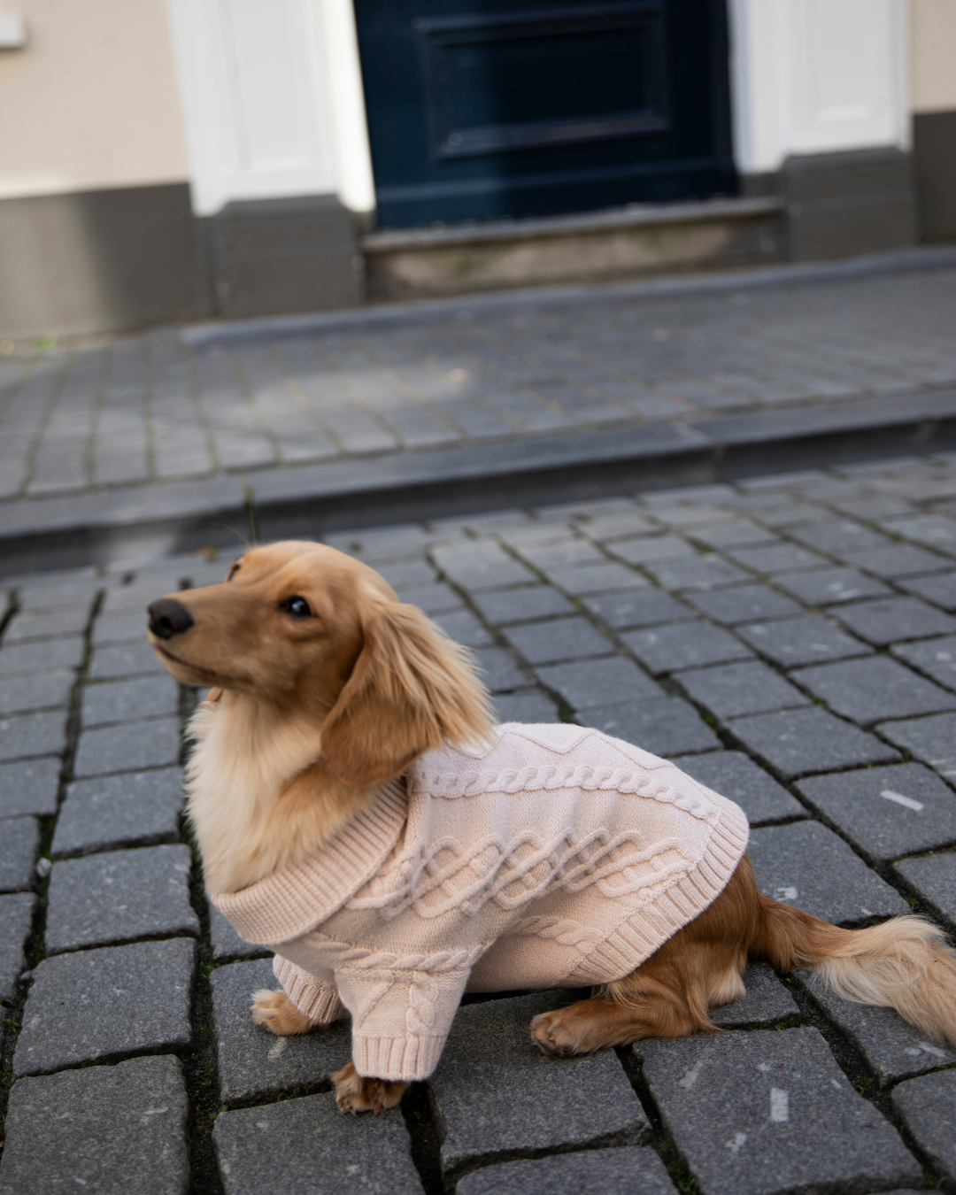 Dog Sweater Liv | 2 colors